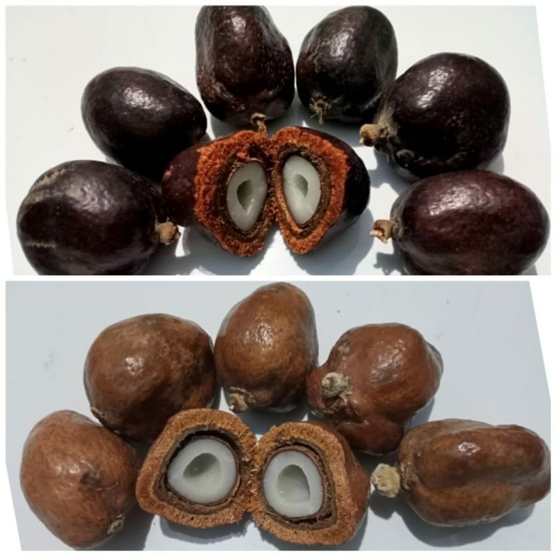 

Buah Dzuriyat/Zuriyat/Promil