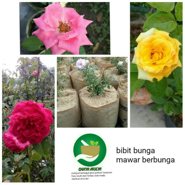 Bibit pohon tanaman bunga mawar merah - pink - kuning - putih berbunga per bibit