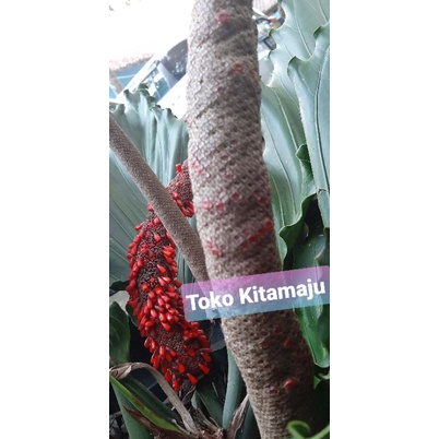 Biji/Benih Gelombang Cinta Anthurium Tanaman hias 75 biji