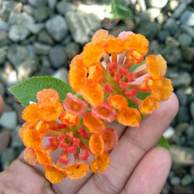 Entres Lantana