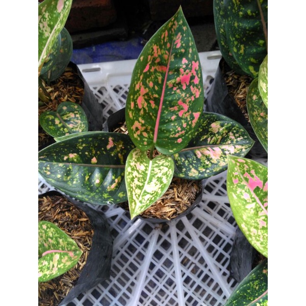 Aglaonema Ruby Compacta Remaja Lokal
