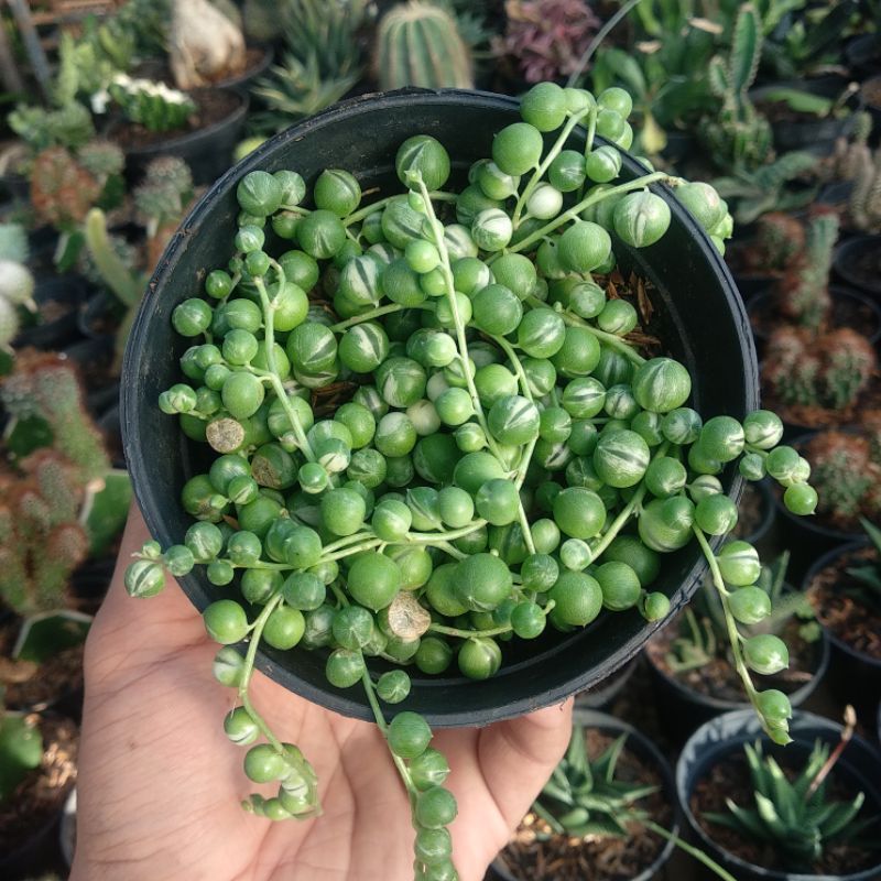 String of Pearls (SOP) | DP 10cm