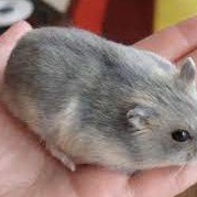 Hamster Winter White JINAK Lucu Kirim Seluruh INDONESIA