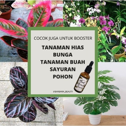 Serum Tanaman Hias Lebih Ampuh dari Albero Aglonema Alami Organik Pupuk Cair Plant Growth Booster mu