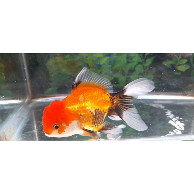 ikan oranda 3color.warna terang