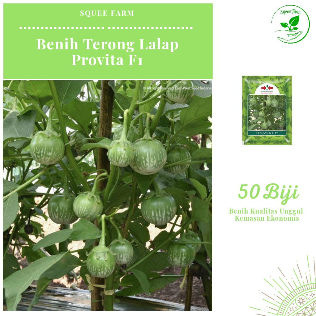 50 Biji - Benih Terong Lalap PROVITA F1