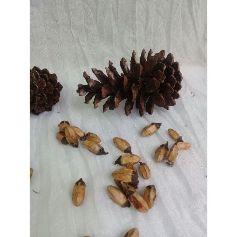

(1000 butir) biji surian