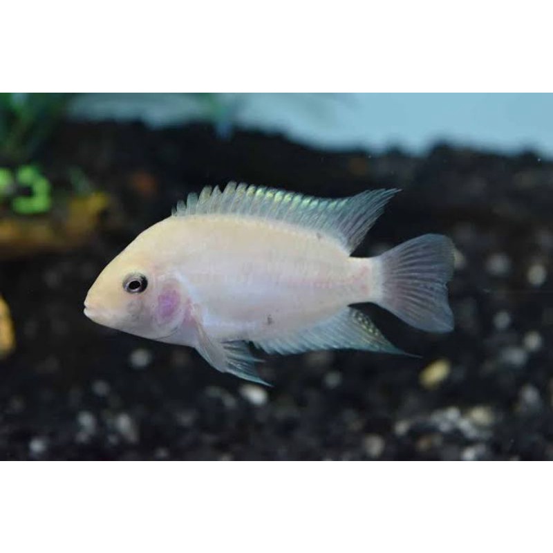 WHITE CONVICT CICHLID AMATITLANIA NIGROFASCIATA