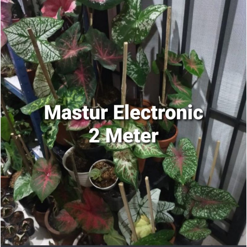 TURUS BILAH BAMBU PENYANGGA TANAMAN 2 METER 200 CM POLOS