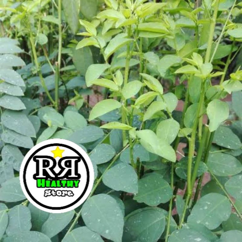 

lalapan daun katuk segar 500gr