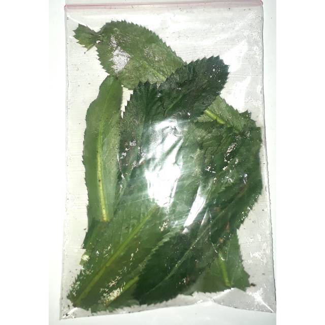 

Daun Walang Sangit 100gram Obot Herbal