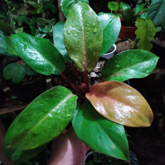 Tanaman Hias Philodendron Orange Tricolor
