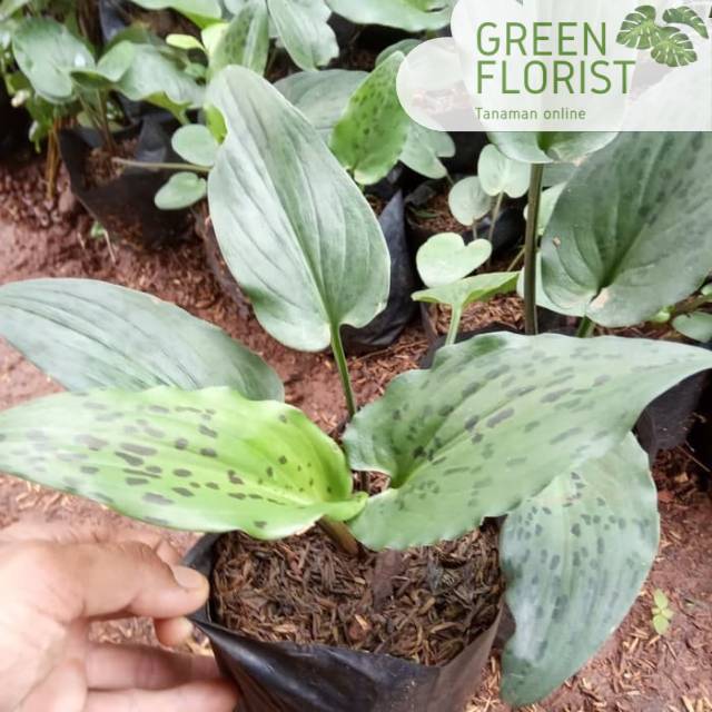 Tanaman herbal keladi tikus / tanaman keladi tikus obat kanker