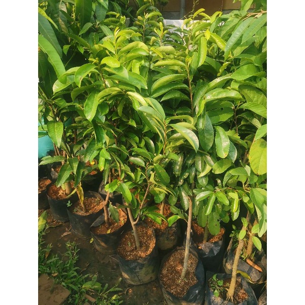 Tanaman buah sirsak cangkok / nangka belanda tinggi bercabang / pohon buah sirsak