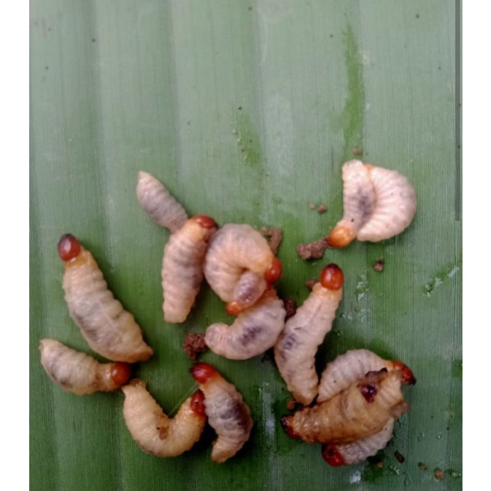 umpan mancing ulat pisang30 ekor +bonus