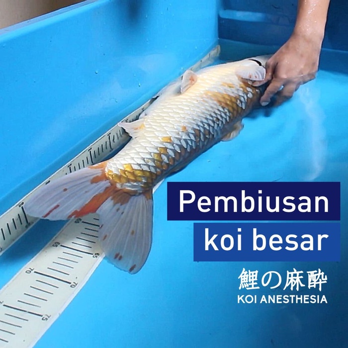 Ikan-Vitamin-Obat- Bius Ikan Koi Anesthesia Original Konishi Keko 20 Ml -Obat-Vitamin-Ikan.