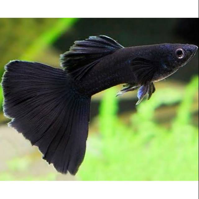 hias guppy black moscow sepasang