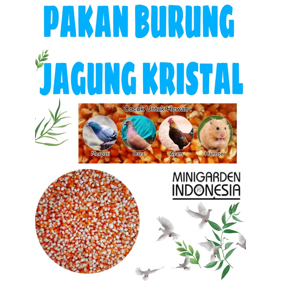 JAGUNG KRISTAL pakan burung dara merpati ayam hamster jagung pipil