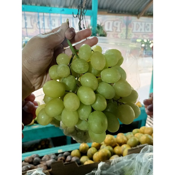 

Anggur hijau biasa fresh manis|buah anggur manis|buahfreshbandung