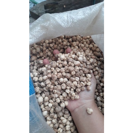 

Kapulaga kiloan
