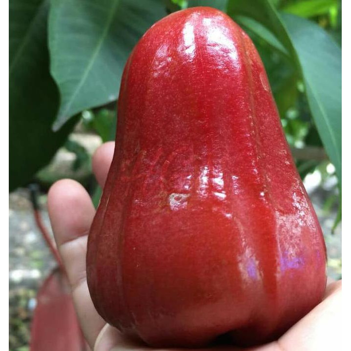 Bibit Tanaman Buah Jambu Air Thailand Segar