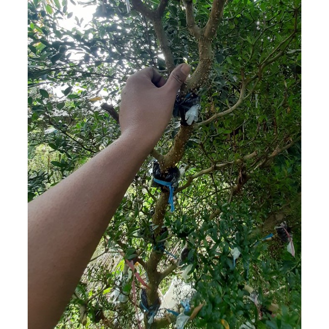 PROMO  bahan bonsai bucida spinosa / bahan bonsai black olive