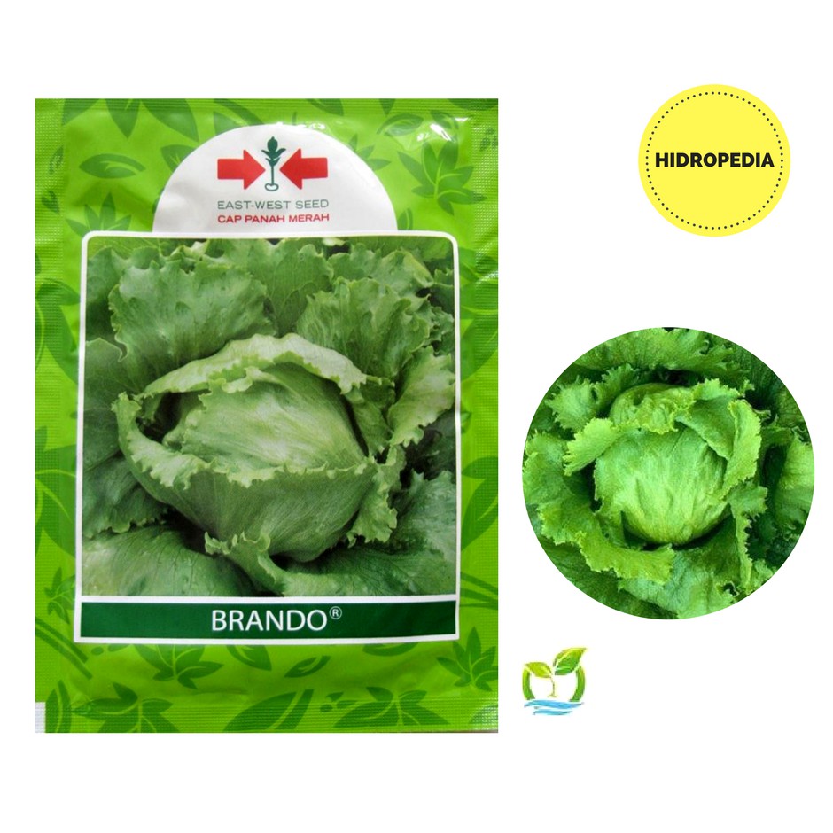 Benih Selada Head Lettuce BRANDO (3000 seeds) - Panah Merah