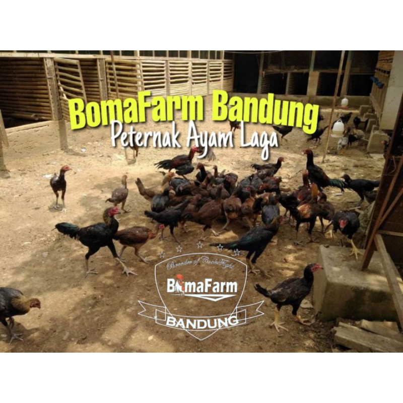 

Telur Fertil Ayam Phanat Pakhoy Ganoi BomaFarm Bandung
