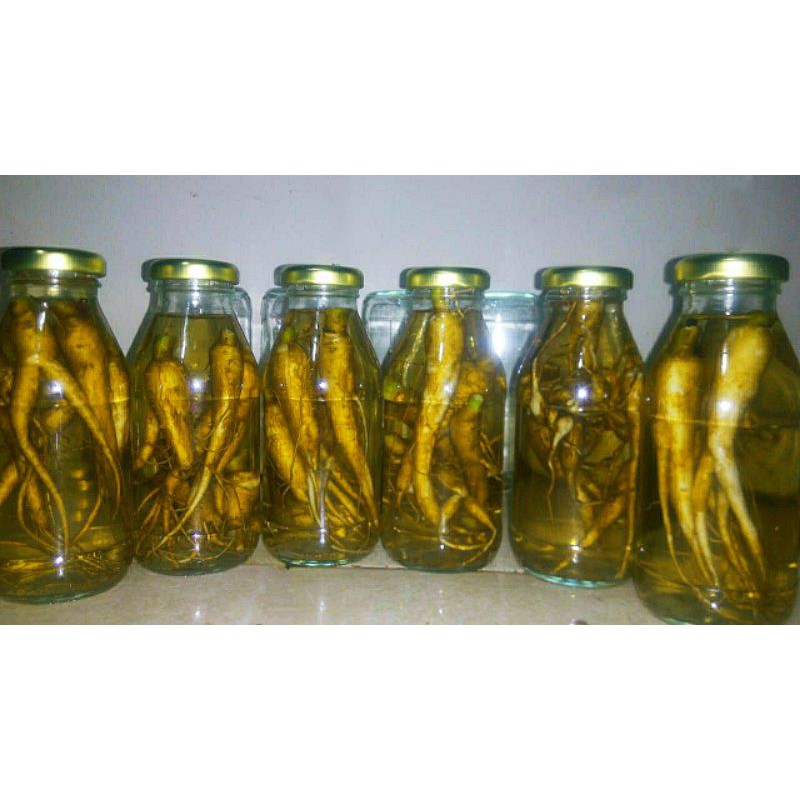 

rendaman ginseng v0dk4