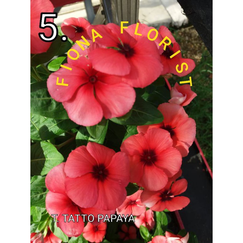 Biji vinca tatto papaya