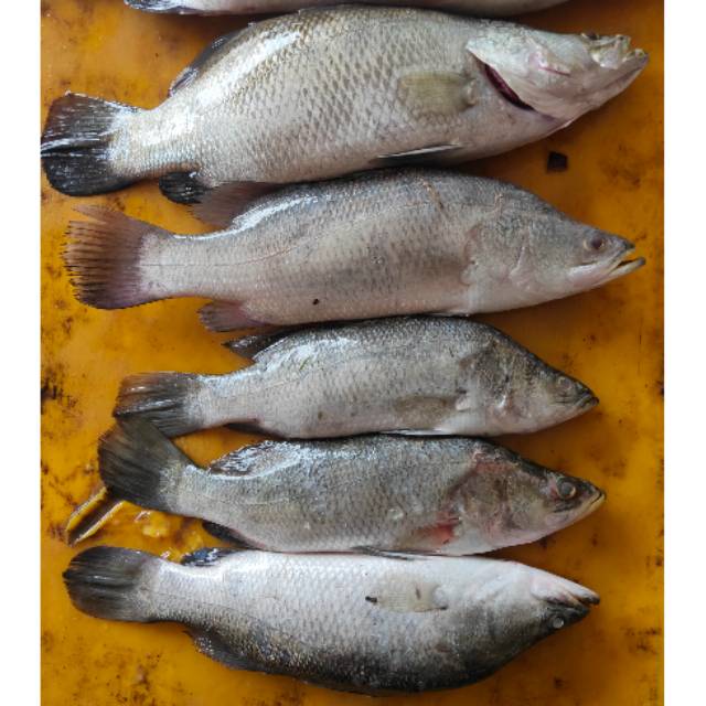 

Ikan Kakap Putih Segar