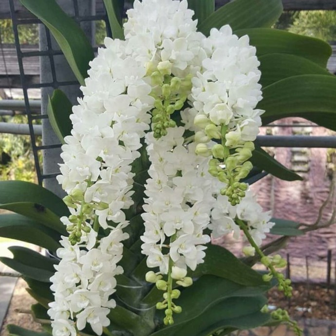 ANGGREK RHYNCHOSTYLIS GIGANTEA WHITE