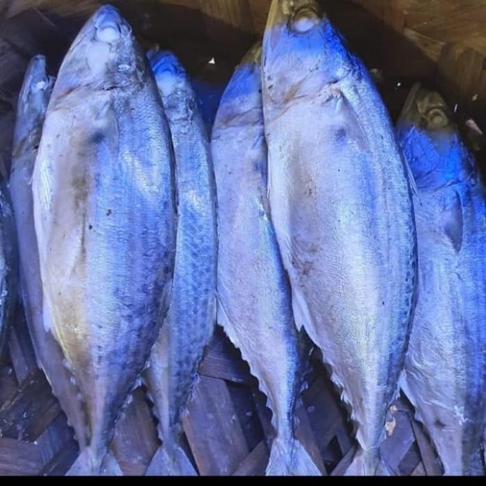 

Fisho | Ikan Kembung Rebus/Gembung Rebus Khas Medan 1Kg/Gosend & Grab Ready stock
