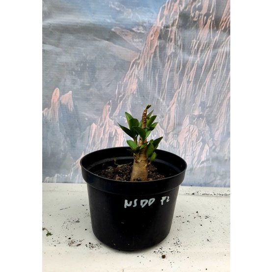 Adenium NSDD F2 (Nomsod Dork Dork)