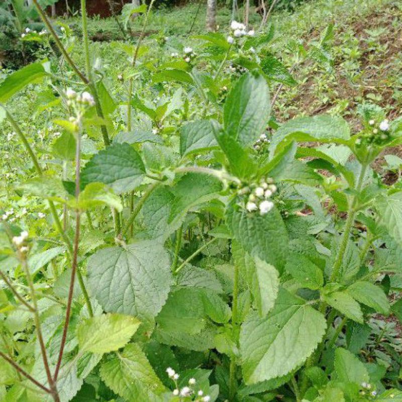 

Daun badotan segar per lembar