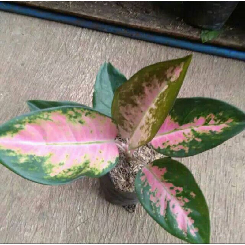 TANAMAN HIAS AGLONEMA KOCHIN SRI REJEKI/ BIBIT TANAMAN HIAS AGLONEMA KOCHIN SRI REJEKI