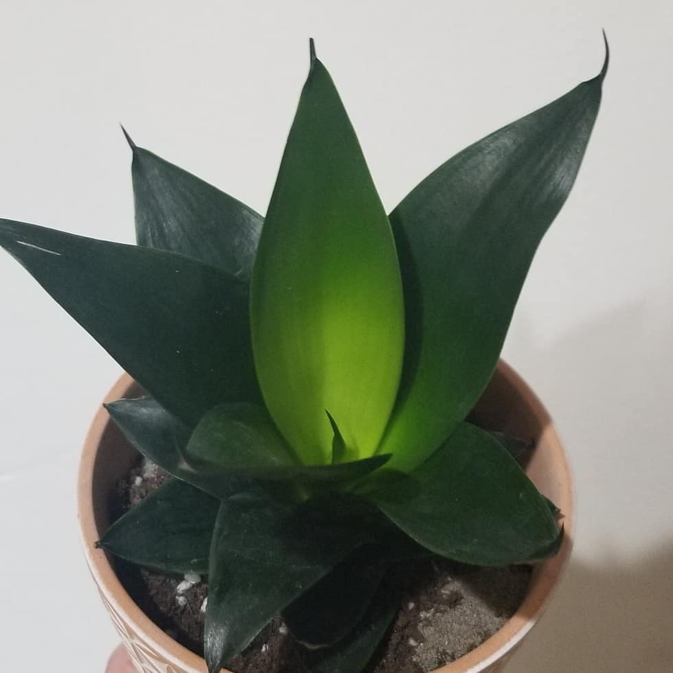 (ONGKIR TERMURAH)TANAMAN HIAS SANSEVIERIA BLACK DRAGON