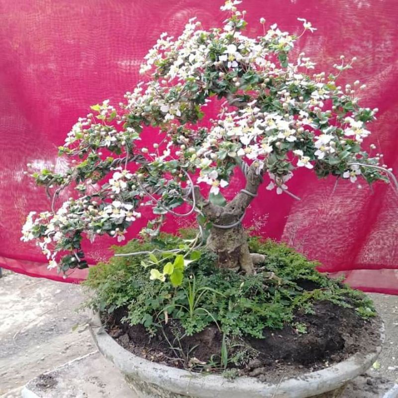 bonsai mirten