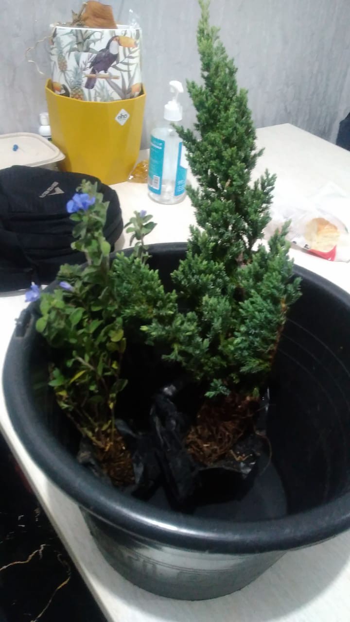 Tanaman Hias Bahan Bonsai Cemara Bajul