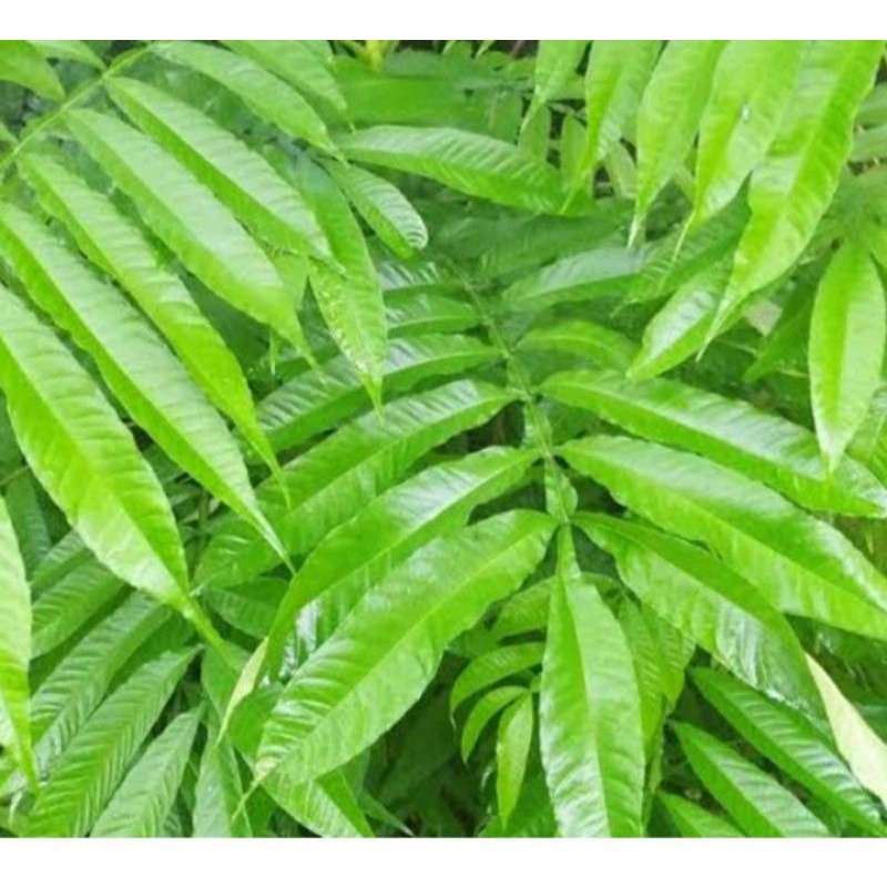 

Daun sungkai kering