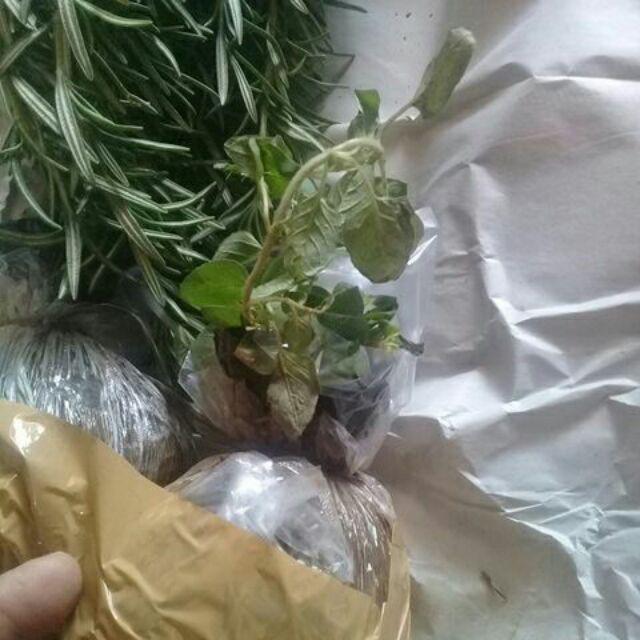 Bibit Tanaman Daun Oregano Herbal Rempah Bumbu Masakan Eropa