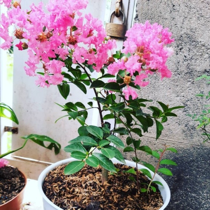 Tanaman Hias Bunga Sakura Lokal Crape Myrtle Bungur Warna Merah dan Putih Termurah Terlaris Shopee