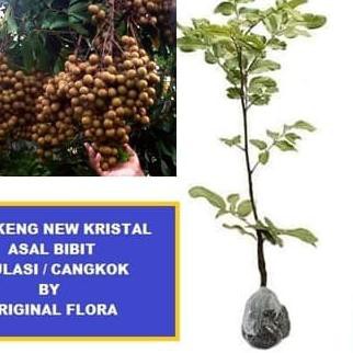 ♦ Bibit Kelengkeng New Kristal Klengkeng NewKristal Lengkeng New Kristal ➮