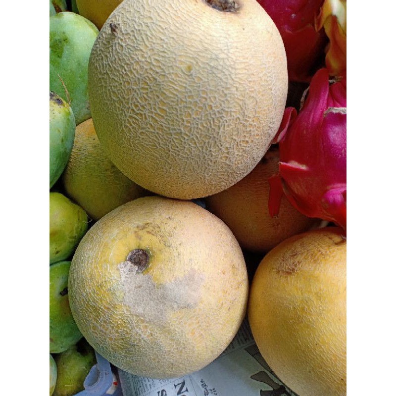 

buah melon segar