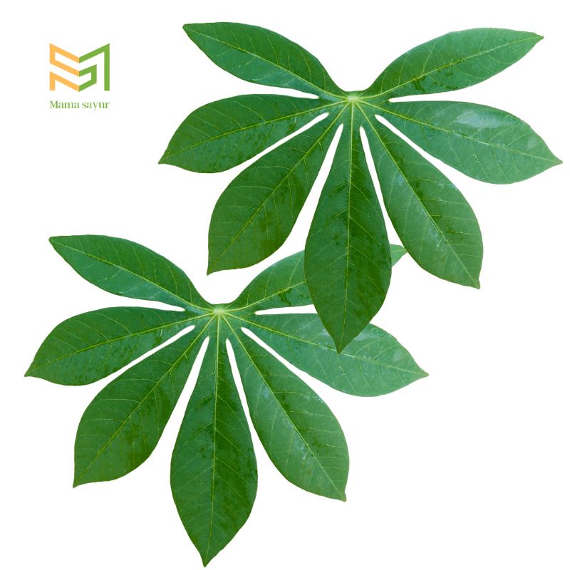

Daun singkong segar per ikat
