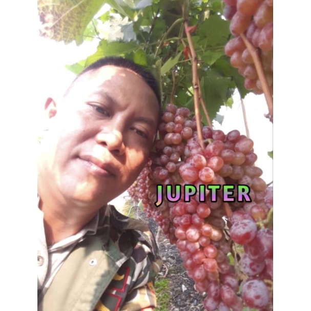 Bibit Anggur Import Jupiter Unggul - Tanaman Buah Berkualitas Tinggi