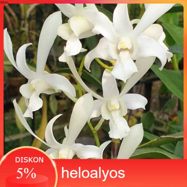 Anggrek Dendrobium Caesar White
