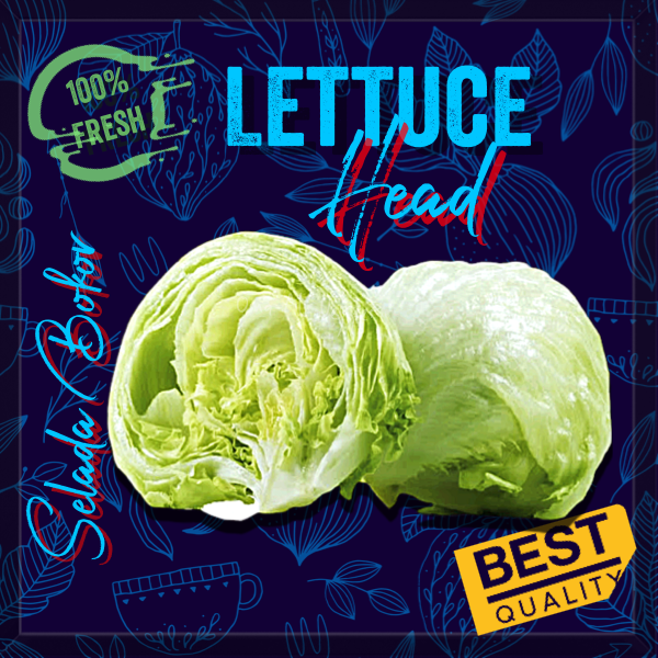 HEAD LETTUCE/ SELADA BURGER / FRESH/ ICEBERG LETTUCE / LETUS Per 250