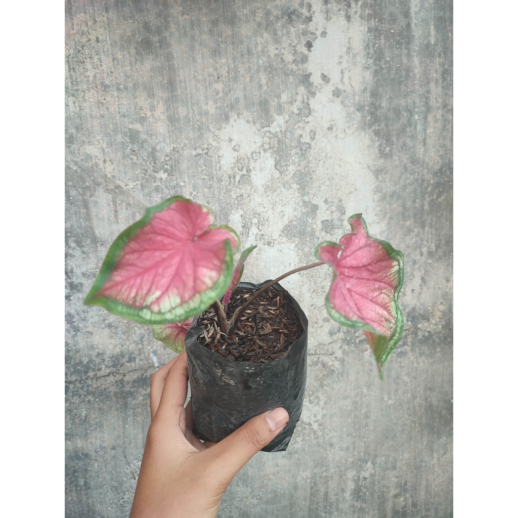 CALADIUM SWEET HEART Keladi Sweet Heart Murah