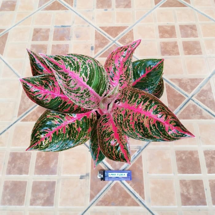 Tanaman Hias Aglaonema Reanita